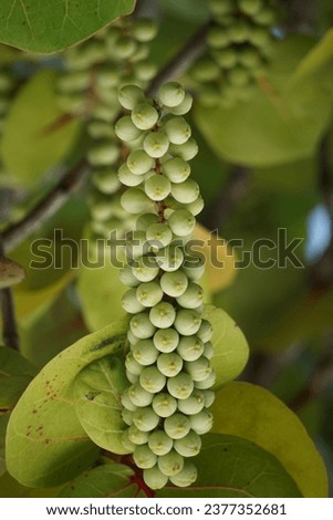 Coccoloba uvifera (seagrape, baygrape, Sea Grape, Jamaican Kino, Platter Leaf). This plant is an ornamental plant and serves as a dune stabilizer and protective habitat for small animal Royalty-Free Stock Photo #2377352681