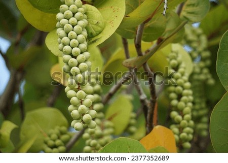 Coccoloba uvifera (seagrape, baygrape, Sea Grape, Jamaican Kino, Platter Leaf). This plant is an ornamental plant and serves as a dune stabilizer and protective habitat for small animal Royalty-Free Stock Photo #2377352689