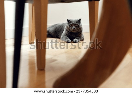 cute gray cat of Scottish breed. portrait of a cat. pet resting