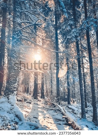 Sunrise in winter pine tree forest. Scenic image of spruces tree. Frosty day, calm wintry scene. Great picture of wild area. Explore the beauty of earth. Tourism concept. Soft light. Happy New Year