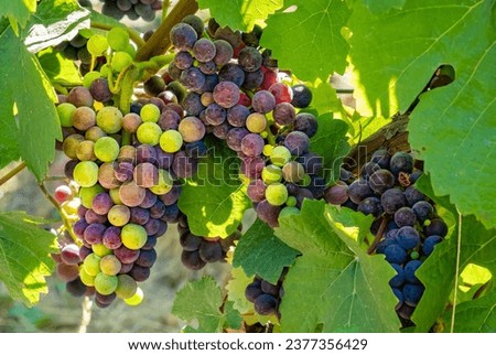 Bunches of Colorful Pinot Noir grapes on the vine.  Pinot noir is a red wine grape variety of the species Vitis vinifera. Royalty-Free Stock Photo #2377356429
