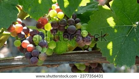 Bunches of Colorful Pinot Noir grapes on the vine.  Pinot noir is a red wine grape variety of the species Vitis vinifera. Royalty-Free Stock Photo #2377356431