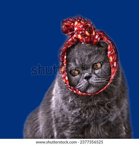 Funny Pic of a blue British Shorthair Cat