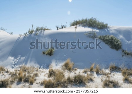 grassy white sand bank in the sun
