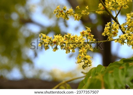 Flamegold rain tree ( Koelreuteria henryi )flowers. Sapindaceae deciduous tropical tree. Small yellow five-petaled flowers appear in panicles from September to October. Royalty-Free Stock Photo #2377357507