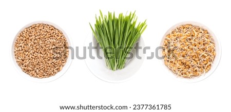 Common wheat grains, fresh wheatgrass, and freshly sprouted wheat germs, in white bowls. Triticum aestivum, concentrated source of chlorophyll, amino acids, minerals, vitamins, enzymes and spermidine.