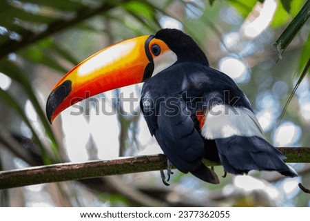 wonderful toucan among the branches
