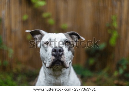 Staffordshire Bull Terrier in the grass