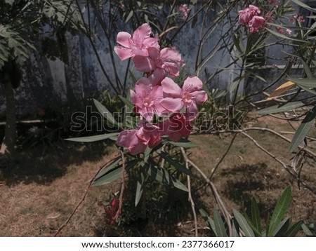 Nerium oleander is a plant with a pink flower color with pointed leaves
