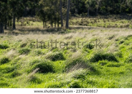 long native grasses on a regenerative agricultural farm. pasture in a grassland in the bush in australia in spring in australia at dusk Royalty-Free Stock Photo #2377368817