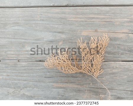 dead pine branches and leaves against a background of wooden planks