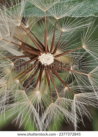 The intricate geometrical patterns in nature are perfectly depicted in the Dandelion. From the core to the outer layers there is symmetry in nature's design. Royalty-Free Stock Photo #2377372845