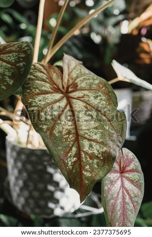 Syngonium leaf close up at home. Indoor gardening. Hobby. Green houseplants. Modern room decor, interior. Lifestyle, Still life with plants. Texture and pattern	