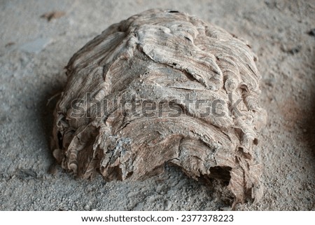 a part of an asian hornets nest on the ground Royalty-Free Stock Photo #2377378223