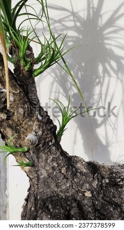 palm tree with texture and lush young shoots.