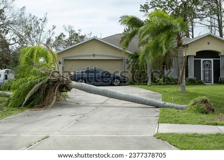 Hurricane damage to palm tree on Florida house backyard. Fallen down tree after tropical storm winds. Consequences of natural disaster Royalty-Free Stock Photo #2377378705