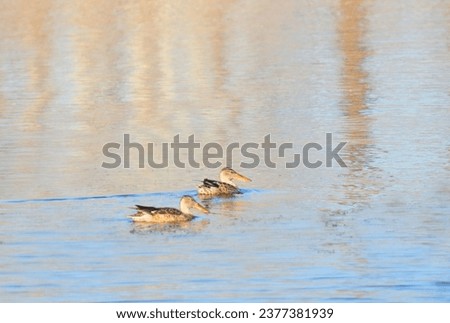 pair of northern shoveler ducks swimming
