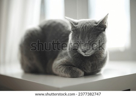 Young playful Russian Blue kitten relaxing by the window. Gorgeous blue-gray cat with green eyes. Family pet at home. Royalty-Free Stock Photo #2377382747