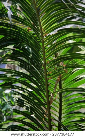 The branches of ornamental plants that are similar to coconut tree branches have interesting patterns.