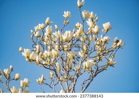 Magnolia blooms in spring, with white and red flowers