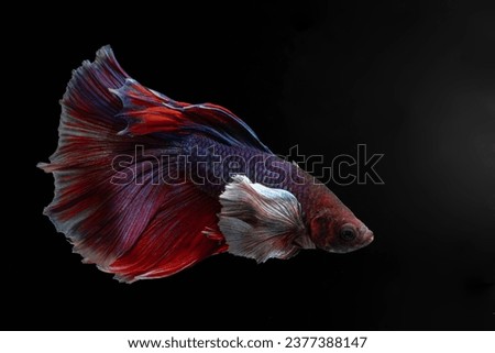 Moving moment of multi color half moon big ears or elephant ears Siamese Fighting Fish (Betta Splendens) isolated on black background.