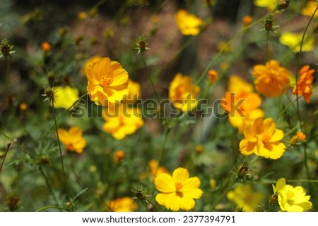 Yellow flowers bloom in the garden