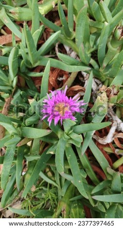 small pink flower on the ground with green leaves