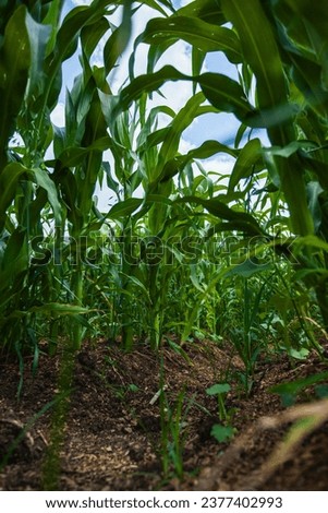 A ground-level view amid tall, vibrant green maize leaves in a Mexican cornfield on a spring afternoon. Royalty-Free Stock Photo #2377402993