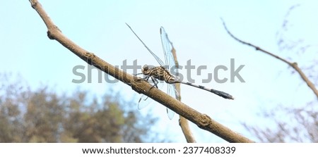 a tiger dragonfly perched on a pine tree trunk