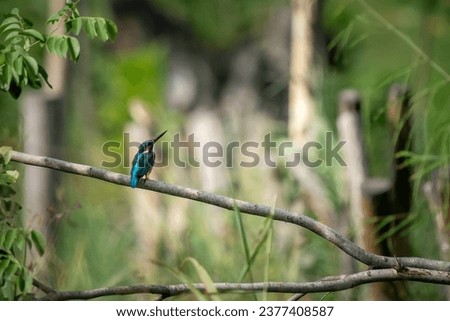 A common kingfisher perched on a branch waiting to catch fish for food