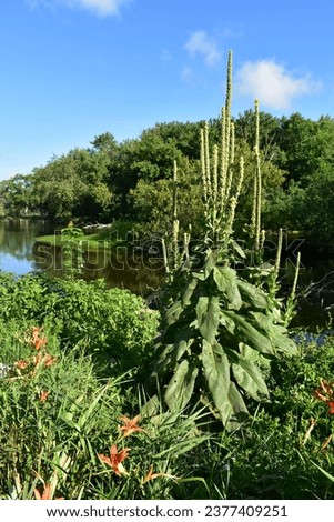 Orange Flowers and Plants by Fox River, Burlington, Wisconsin