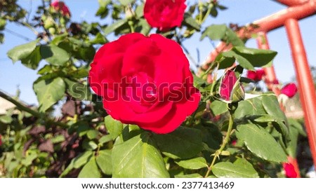 Red roses bloom on a bright morning in a cool place, really attracting the attention of everyone who sees them.