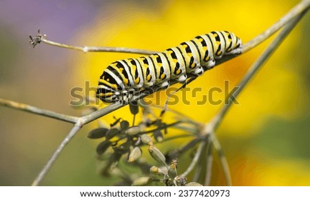 Closeup of Black Swallowtail butterfly (Papilio polyxenes) caterpillar feeding on fennel plant. Natural green and yellow background.