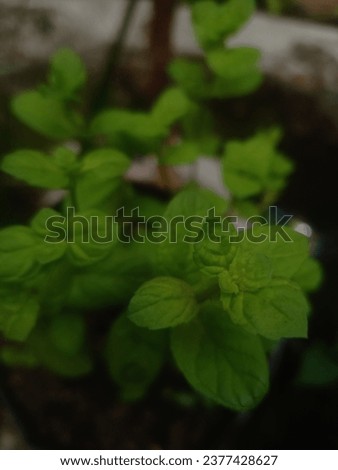 A close-up of the micro mint plant highlights the intricate network of roots, anchoring this diminutive herb in the soil