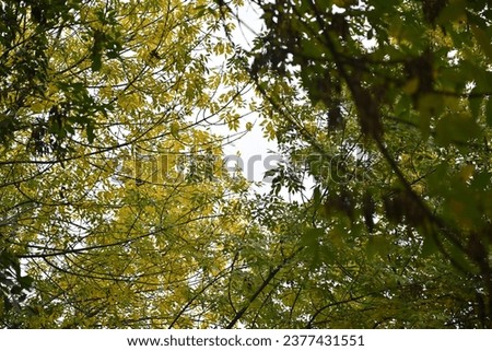 In the autumn sunshine, the leaves in the park turn yellow