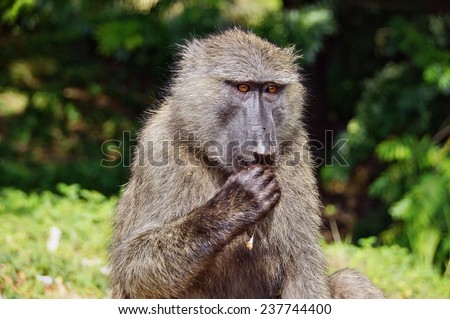 Eating baboon at Murchison Falls National Park, Uganda