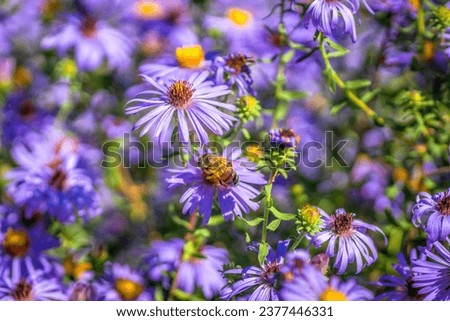 Aster in full blooms in the fall season of Austin, Texas