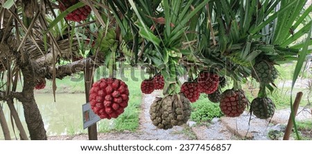 super rare fruite in thailand  Royalty-Free Stock Photo #2377456857
