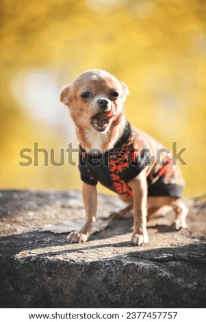 small chihuahua against a background of yellow foliage