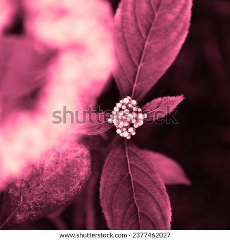 Blooming flower, flowering plant, fresh flower in garden, floral image, pink background for text