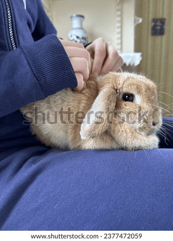 cute bunny in arms, cute pets