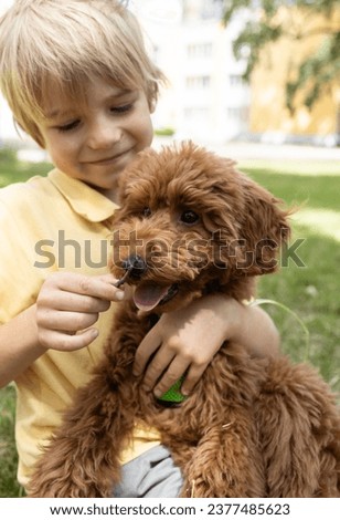 portrait of a boy with a brown poodle on a walk in the summer. child with his favorite pet. furry friend Royalty-Free Stock Photo #2377485623