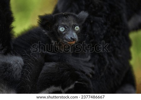 Young cub animal baby in the black fur coat. Indri, monkey with young babe cub in Kirindy Forest, Madagascar. Lemur in the nature habitat. Sifaka on the tree, sunny day. Largest living lemur. Wildlife Royalty-Free Stock Photo #2377486667