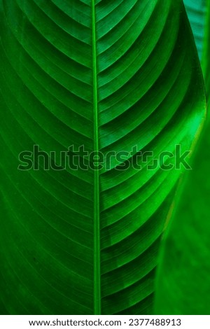 A huge green saturated leaf of a tropical plant in close-up. Green ecological background, natural leaf texture.