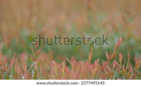 selective focus of a Beautiful red leaves. Picture for use in illustrations Background image or copy space