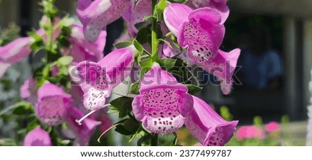 Digitalis Pink Panther flowers commonly named Pink Foxgloves.
The bright pink blooms flower with spotted purple throats and spikes of tubular.