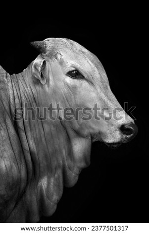 Ongole Crossbred cattle or Javanese Cow or White Cow or sapi peranakan ongole (PO) or Bos taurus, in black and white format with grainy Royalty-Free Stock Photo #2377501317