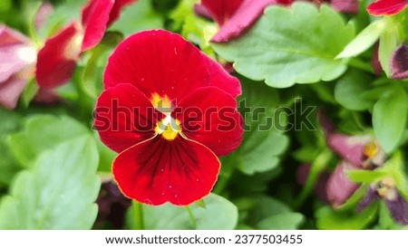 Red Viola flowers. Beautiful flowers in shades of red to scarlet with a dark blotch surrounding the tiny yellow eye.