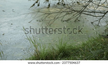 grass bush on the pond 