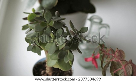 crassula, red flower and glass bottle